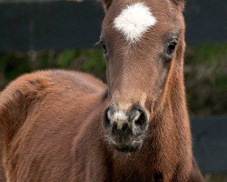 foal by Stute von Tapit xx (Thoroughbred, 2025, from Tapit xx)