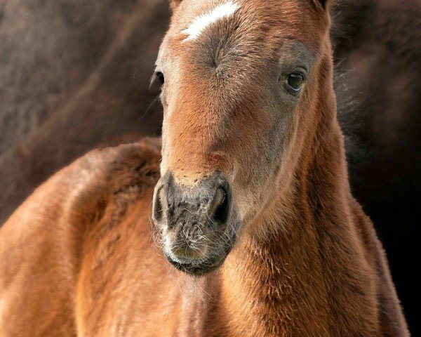 foal by Stute von Good Magic xx (Thoroughbred, 2025, from Good Magic xx)