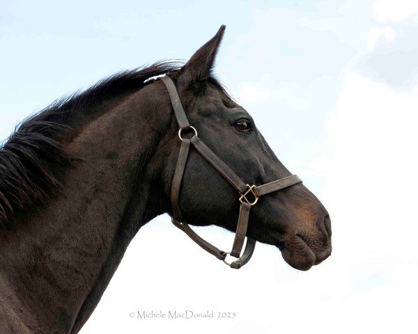 broodmare Eblouissante xx (Thoroughbred, 2009, from Bernardini xx)