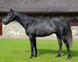 stallion Alhebayeb xx (Thoroughbred, 2010, from Dark Angel xx)