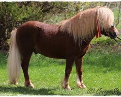 Deckhengst Mr. Mister aus dem Wendland PrH* (Shetland Pony, 2014, von Mister Milano PrH*)