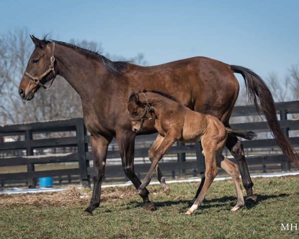 foal by Stute von Into Mischief xx (Thoroughbred, 2025, from Into Mischief xx)