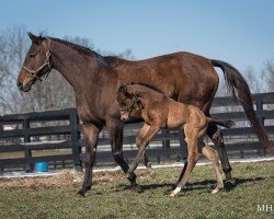 foal by Stute von Into Mischief xx (Thoroughbred, 2025, from Into Mischief xx)