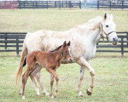 broodmare Princesa Silvia xx (Thoroughbred, 2013, from Medaglia d'Oro xx)