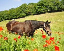 broodmare Vicki (Saxony-Anhaltiner, 1994, from Versschmied)