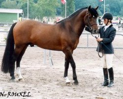 Deckhengst Little Boy du Vent (New-Forest-Pony, 1999, von Willoway Good As Gold)