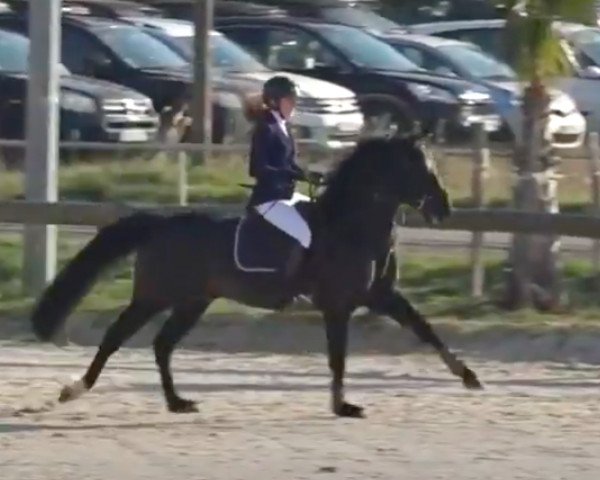 jumper Crocodile Dund'Huit (French Pony, 2012, from Spirit of Semilly)