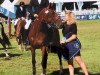 broodmare Course Pours'Huit Z (Zangersheide riding horse, 2015, from Con Air)