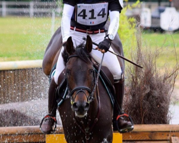 jumper Cibisk'Huit (Selle Français, 2012, from Kannan)