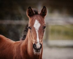 horse Baylounah H (Westfale, 2021, from Balous Bellini)