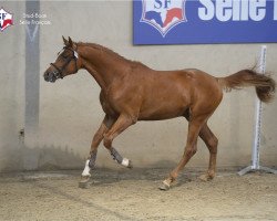 Springpferd Easy Boy Melp (Selle Français, 2014, von Arko III)