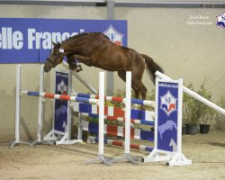 jumper Du Galant (Selle Français, 2013, from Le Galant)