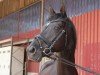 dressage horse Carlito von Föhr (Trakehner,  , from Elvis)