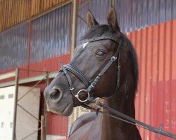 dressage horse Carlito von Föhr (Trakehner,  , from Elvis)