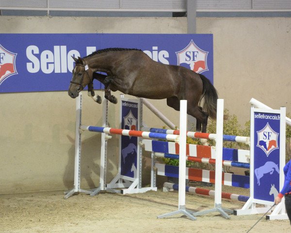 jumper Dix Deder (Selle Français, 2013, from Old Chap Tame)