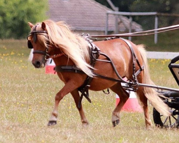 Zuchtstute Susa aus dem Wendland PRST*** (Shetland Pony, 2017, von Georg)