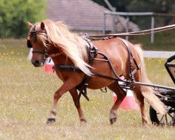 Zuchtstute Susa aus dem Wendland PRST*** (Shetland Pony, 2017, von Georg)