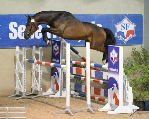 stallion Concerto D'Euskadi (Selle Français, 2012, from Sandro Boy)