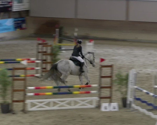Reitturnier Schaffhausen 2025