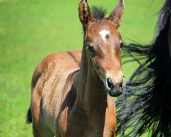 dressage horse Non Stop W (Westfale, 2016, from Novelo JMen)