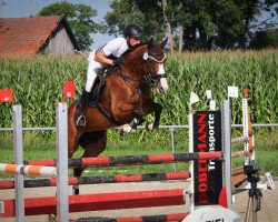 jumper Campiona 6 (Hanoverian, 2015, from Orlando van de Heffinck)