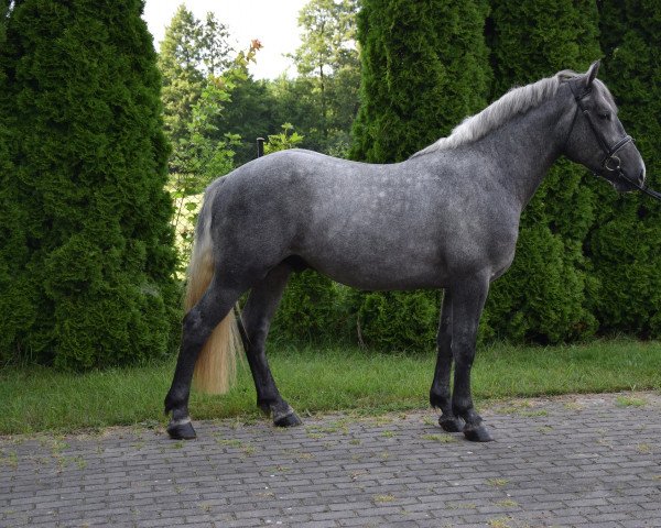 Pferd FILON (Polnisches Kaltblut, 2019)