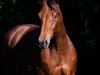 broodmare Symphonie D'Euskadi (Selle Français, 2006, from Diamant de Semilly)