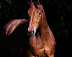 broodmare Symphonie D'Euskadi (Selle Français, 2006, from Diamant de Semilly)