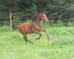 Springpferd Pikeur Casallou (Deutsches Sportpferd, 2017, von Cassoulet)