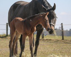 dressage horse Zarah G (Hanoverian, 2022, from Blue Hors Zackerey)