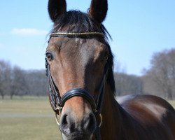 dressage horse Day of Dreams (German Riding Pony, 2006, from Day of Whisper)