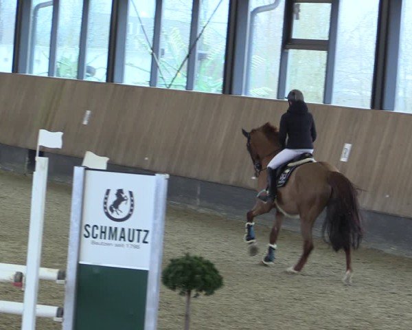 Reitturnier Zwickau 2025