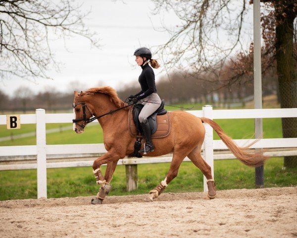 dressage horse Collin Cooper (German Riding Pony, 2020, from Cooper County WE)