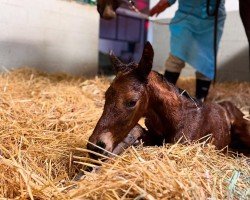 foal by Stute von Uncle Mo xx (Thoroughbred, 2025, from Uncle Mo xx)