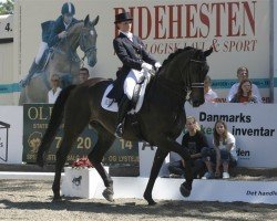 stallion FALDGARDENS PERWOY (Danish Warmblood, 1995, from Leuthen I)