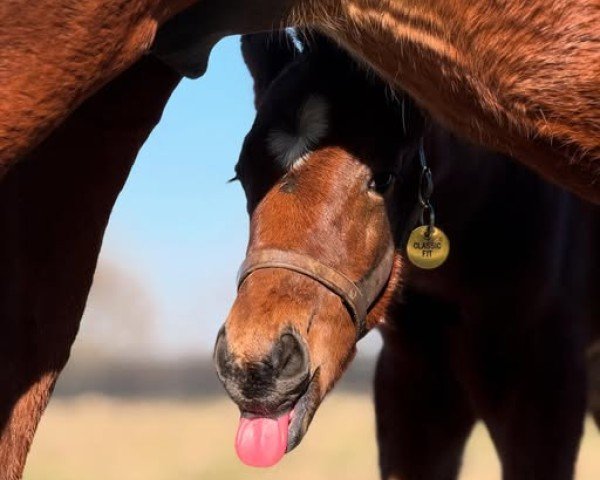 foal by Stute von Street Sense xx (Thoroughbred, 2025, from Street Sense xx)