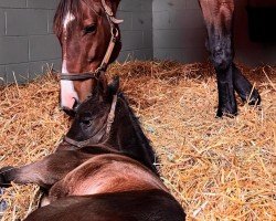 foal by Stute von Nyquist xx (Thoroughbred, 2025, from Nyquist xx)