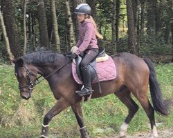 dressage horse Don Rico (German Riding Pony, 2021, from Danny Zuko)