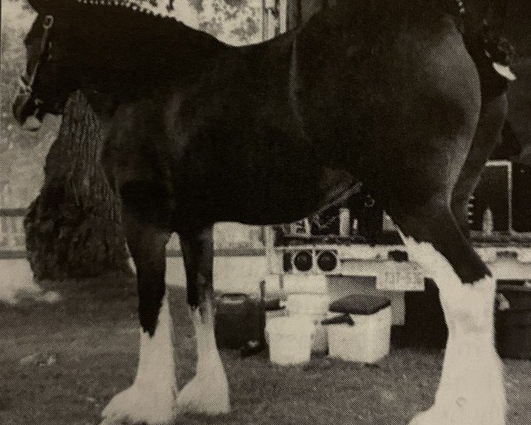 broodmare Voltigeur Sunset Falonne (Clydesdale, 1997, from Greendykes Sunset)