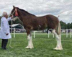 Pferd Dillars Robbie (Clydesdale, 2021, von Eskechraggan Ernest)