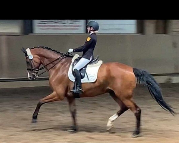 dressage horse Royal Moon 3 (Württemberger, 2005, from Royaldik)
