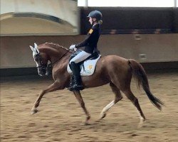 broodmare Chelsy (German Riding Pony, 2009, from Reitland's Cadeux B)