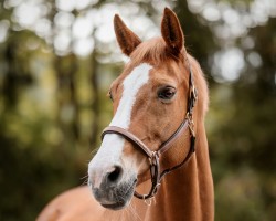 broodmare Alassia 13 (Württemberger, 2008, from Alassio's Boy)