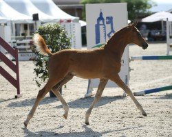 dressage horse Morricone's Girl (German Sport Horse, 2022, from Morricone)