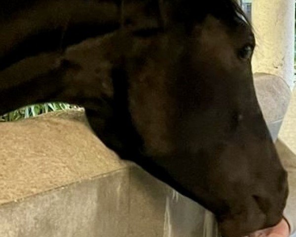dressage horse Jovita Saphira J (Oldenburg, 2023, from Juwel)