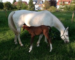 broodmare Fanny (Württemberger, 2010, from Fleiner)