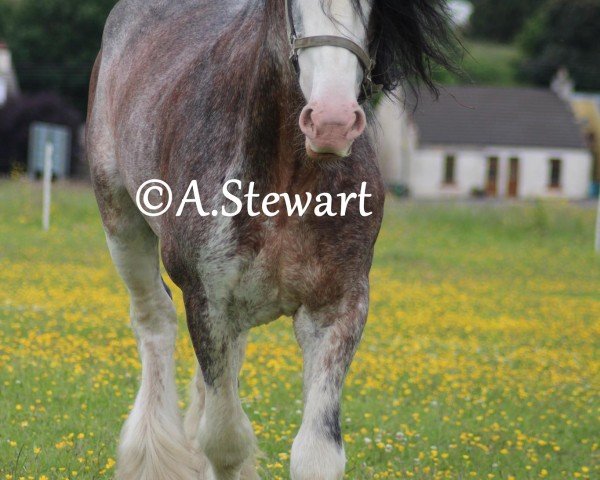 stallion Mollinhillhead Celebrity (Clydesdale,  , from Barloch Crowned Prince)