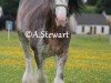 stallion Mollinhillhead Celebrity (Clydesdale,  , from Barloch Crowned Prince)