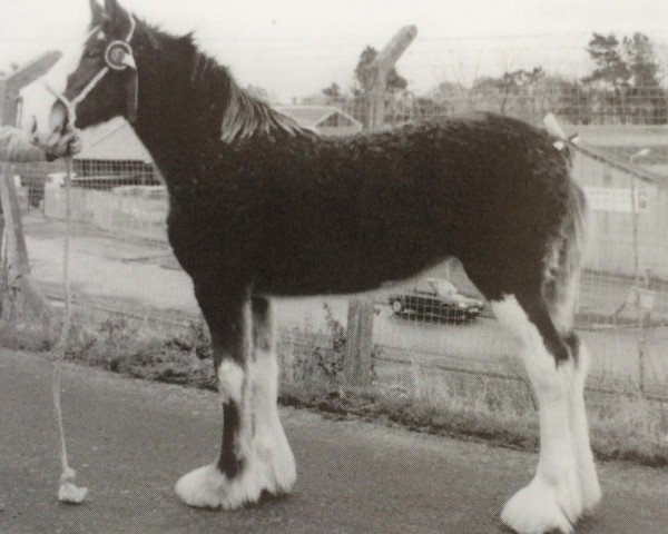 Zuchtstute Tulloes Mary Ann (Clydesdale, 2001, von Hillhouse General Elect)