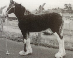 broodmare Tulloes Mary Ann (Clydesdale, 2001, from Hillhouse General Elect)